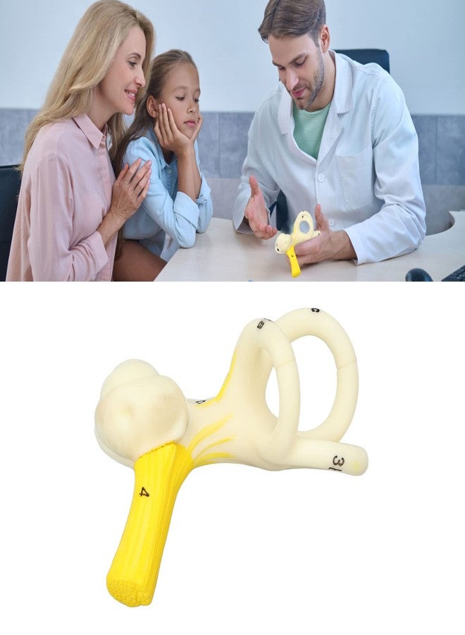 ANGGREK Ear Semicircular Canal Model, ANGGREK Ear Semicircular Canal Anatomical Magnification Ear Internal Structure Model Inner Ear Cochlea Model - Image 2